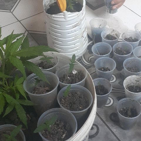 Cheirosa growlog timeline photo