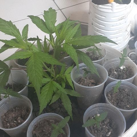 Cheirosa growlog timeline photo