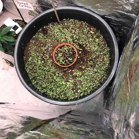 Hulk Berry growlog timeline photo