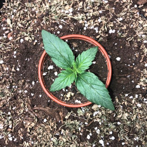 Hulk Berry growlog timeline photo
