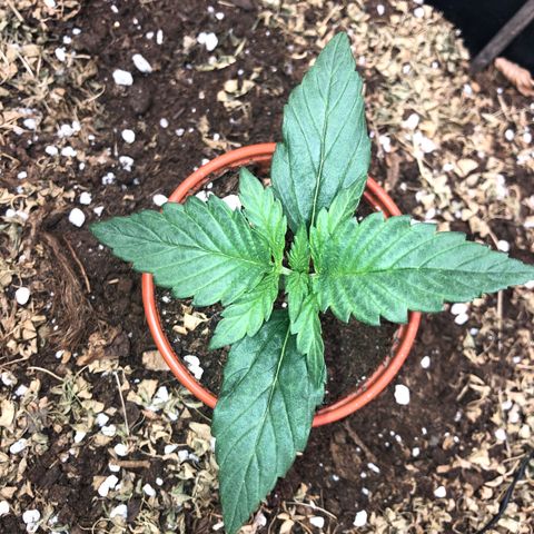 Hulk Berry growlog timeline photo