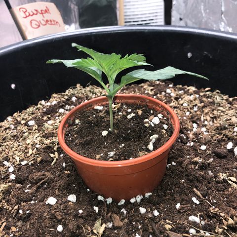 Hulk Berry growlog timeline photo