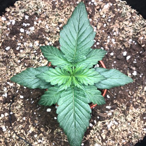 Hulk Berry growlog timeline photo