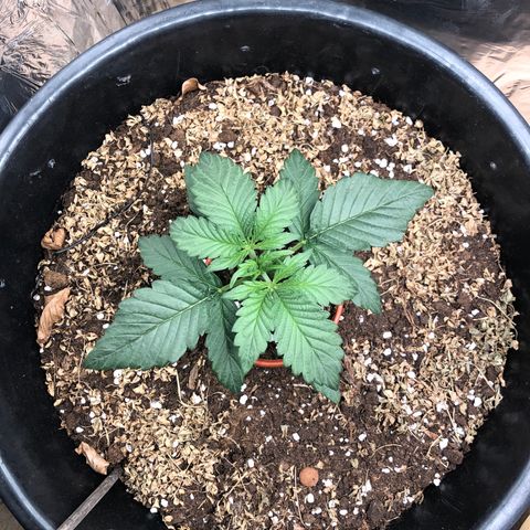 Hulk Berry growlog timeline photo