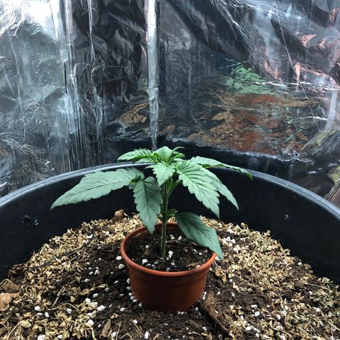 Hulk Berry growlog timeline photo