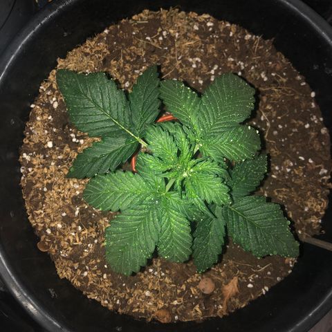 Hulk Berry growlog timeline photo