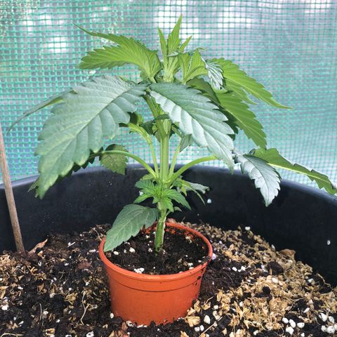 Hulk Berry growlog timeline photo