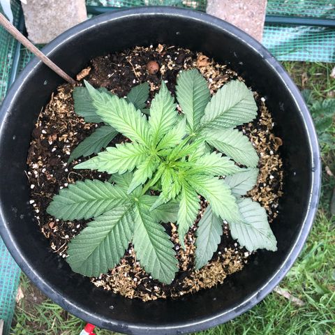 Hulk Berry growlog timeline photo