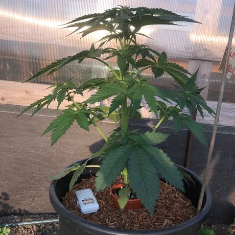 Hulk Berry growlog timeline photo