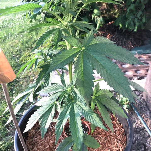 Hulk Berry growlog timeline photo