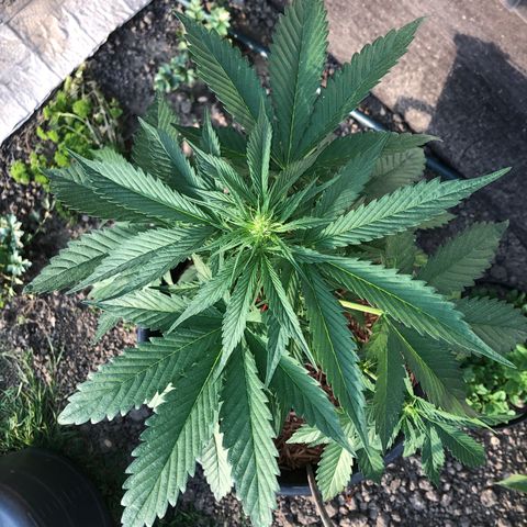Hulk Berry growlog timeline photo