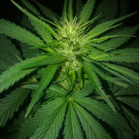 Hulk Berry growlog timeline photo
