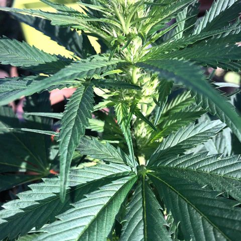 Hulk Berry growlog timeline photo