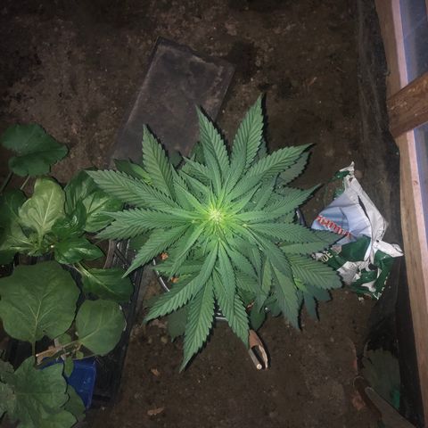 Hulk Berry growlog timeline photo