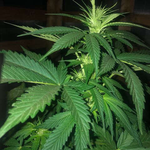 Hulk Berry growlog timeline photo