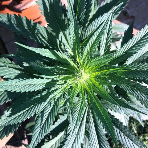 Hulk Berry growlog timeline photo