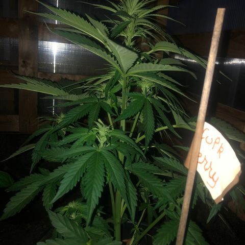 Hulk Berry growlog timeline photo