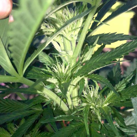 Hulk Berry growlog timeline photo