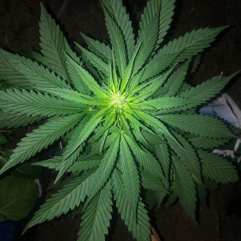 Hulk Berry growlog timeline photo