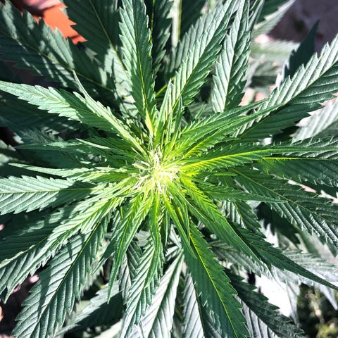 Hulk Berry growlog timeline photo