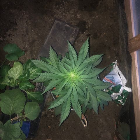 Hulk Berry growlog timeline photo