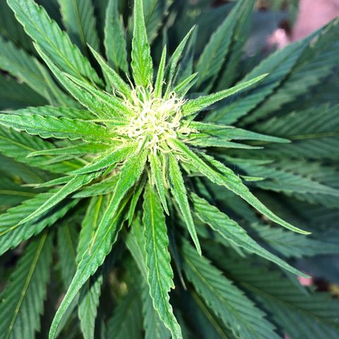 Hulk Berry growlog timeline photo