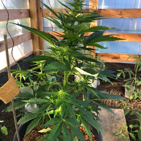 Hulk Berry growlog timeline photo