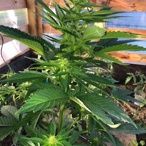 Hulk Berry growlog timeline photo