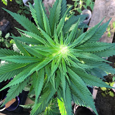 Hulk Berry growlog timeline photo