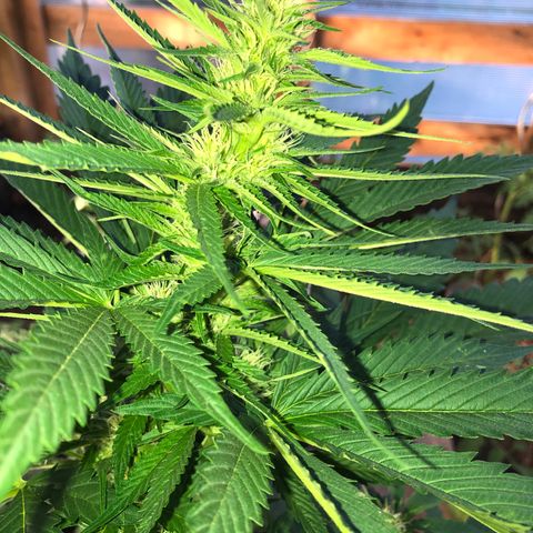 Hulk Berry growlog timeline photo