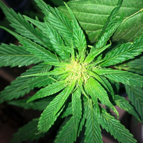 Hulk Berry growlog timeline photo