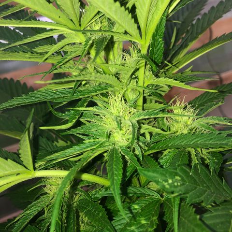 Hulk Berry growlog timeline photo