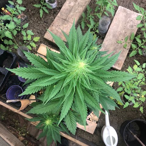 Hulk Berry growlog timeline photo