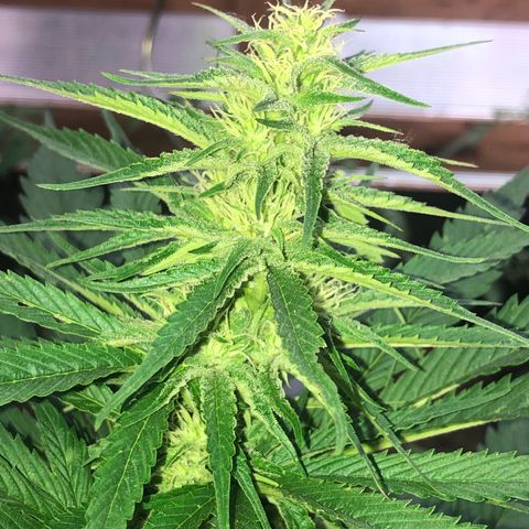 Hulk Berry growlog timeline photo