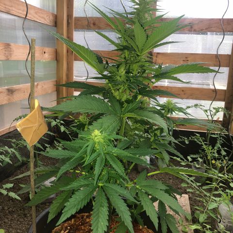 Hulk Berry growlog timeline photo