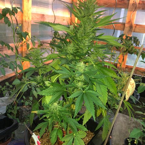 Hulk Berry growlog timeline photo