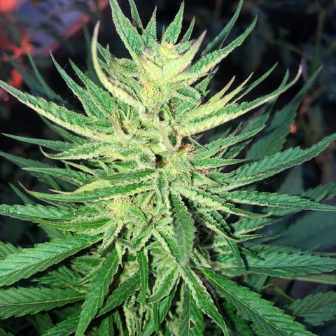 Hulk Berry growlog timeline photo