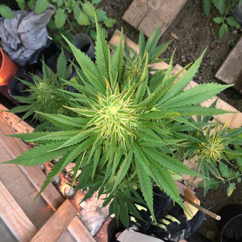 Hulk Berry growlog timeline photo