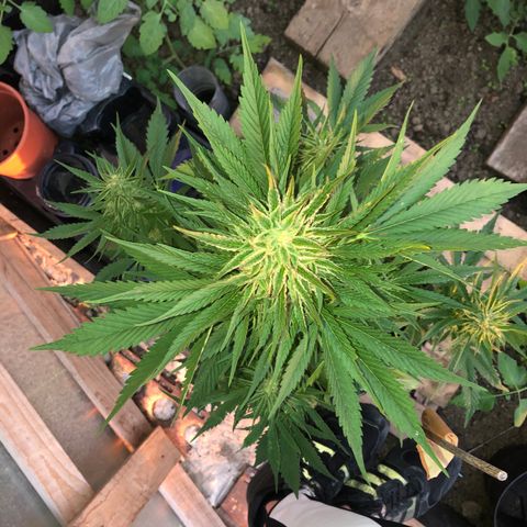 Hulk Berry growlog timeline photo