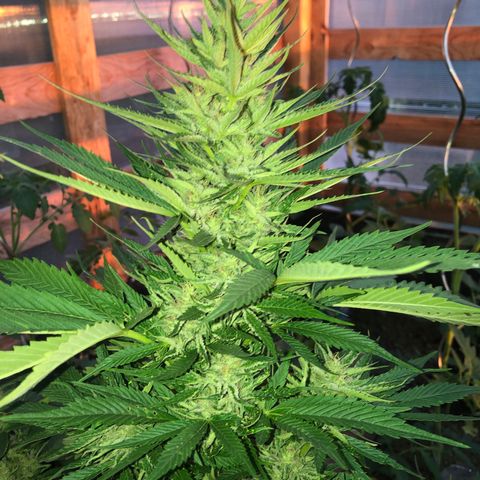 Hulk Berry growlog timeline photo