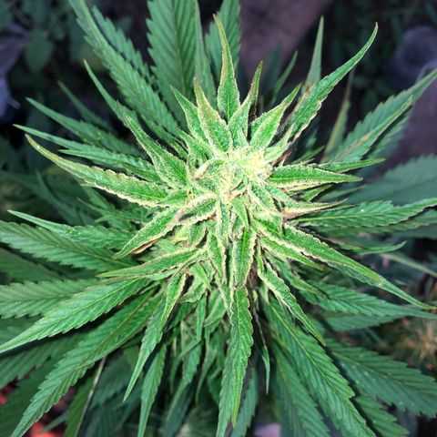 Hulk Berry growlog timeline photo