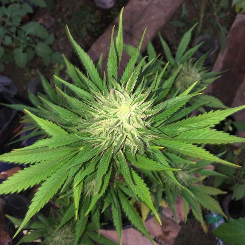 Hulk Berry growlog timeline photo