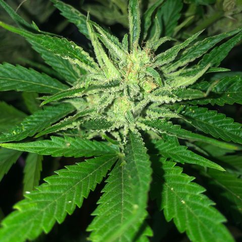 Hulk Berry growlog timeline photo