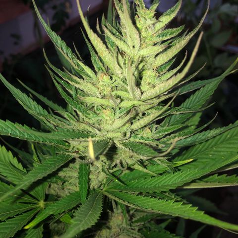 Hulk Berry growlog timeline photo