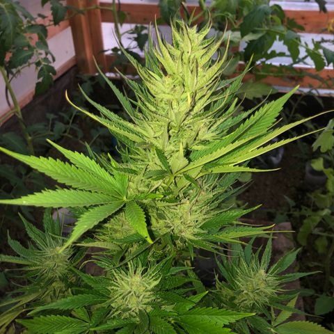 Hulk Berry growlog timeline photo