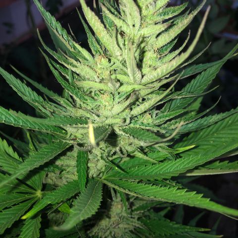 Hulk Berry growlog timeline photo