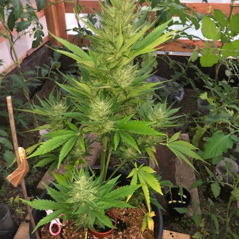 Hulk Berry growlog timeline photo