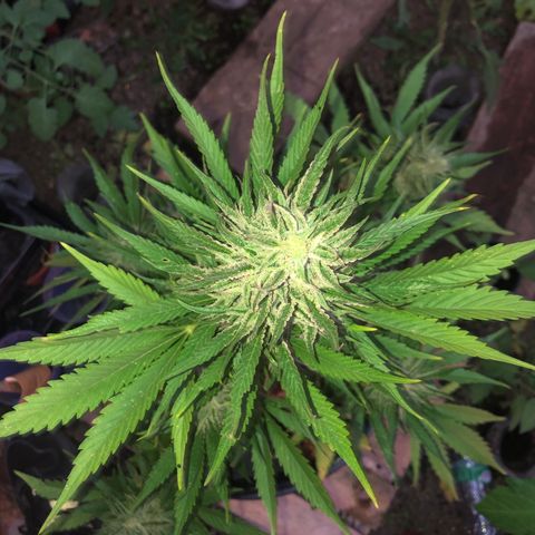 Hulk Berry growlog timeline photo