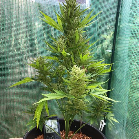 Hulk Berry growlog timeline photo