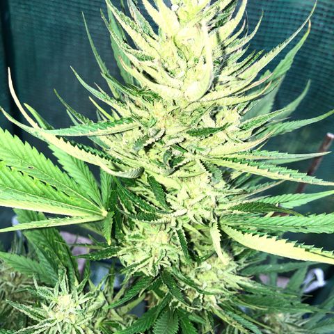 Hulk Berry growlog timeline photo